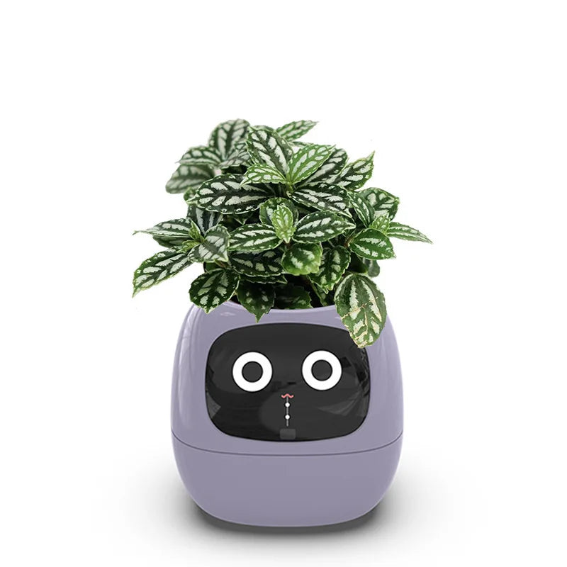 'Zoey' the Expression Planter