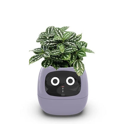 'Zoey' the Expression Planter