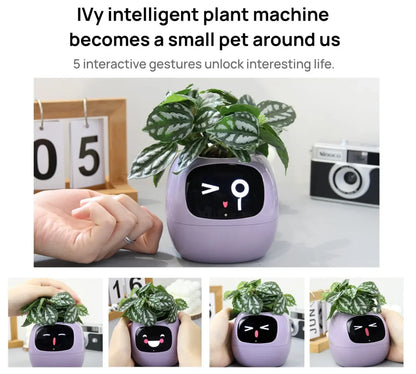 'Zoey' the Expression Planter